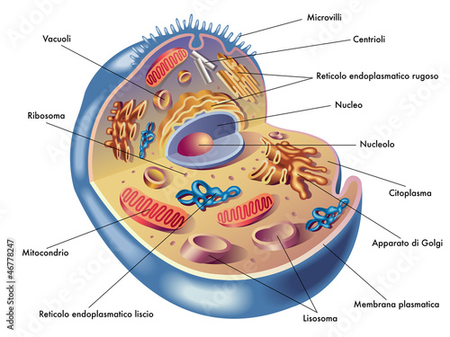 cellula umana photo