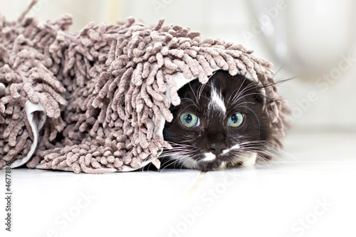 Canvas Print Black-white kitten hiding and peeking