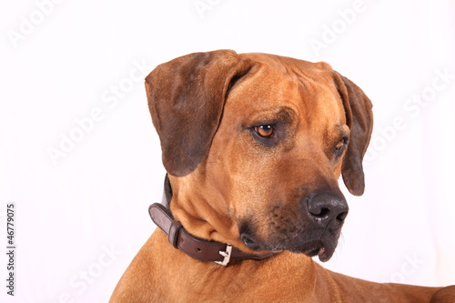 australian ridgeback - studio