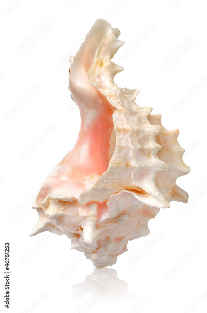 Shell in a vertical position Shell in a vertical position