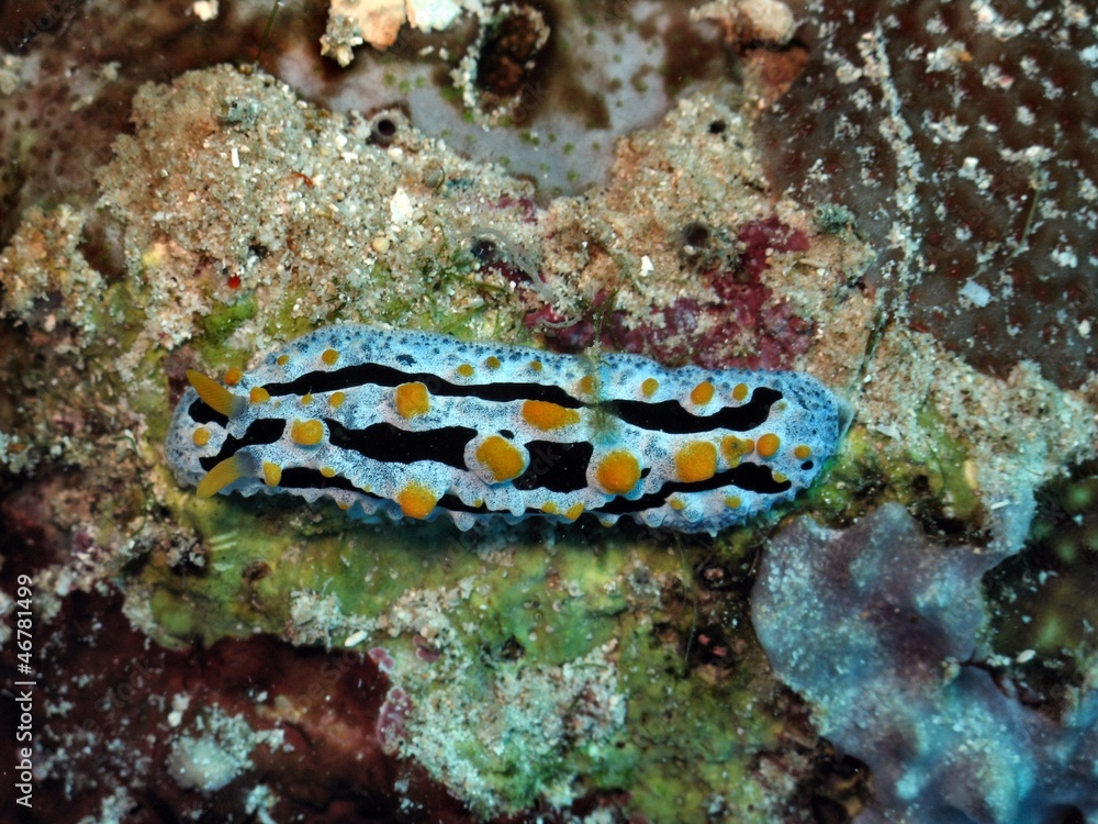 Fototapeta premium nudibranch
