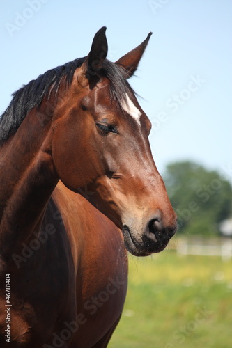 Beautiful latvian breed bay horse © virgonira