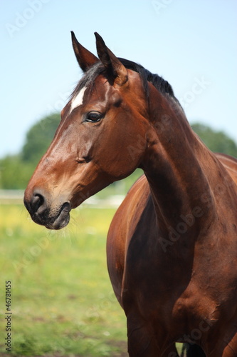 Fototapeta Naklejka Na Ścianę i Meble -  Beautiful latvian breed bay horse