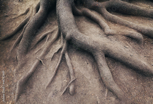 Fényképezés Old root of tree, in forest. Landscape of nature