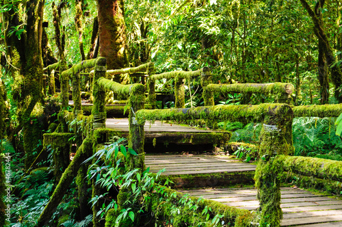 Moss and bridge