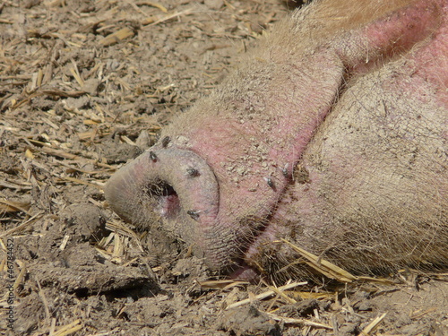 cochon ferme groin photo