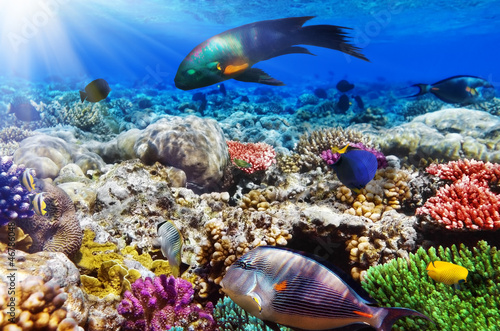 Fototapeta Naklejka Na Ścianę i Meble -  Coral and fish in the Red Sea.Egypt