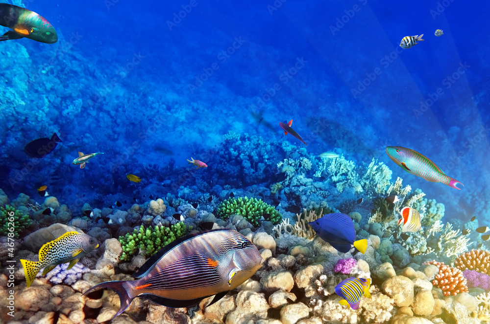 Obraz Koral i ryby w Morzu Czerwonym. Egipt