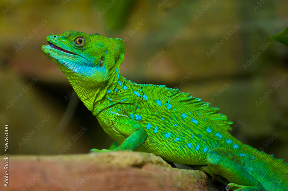 Fototapeta premium Basilisk