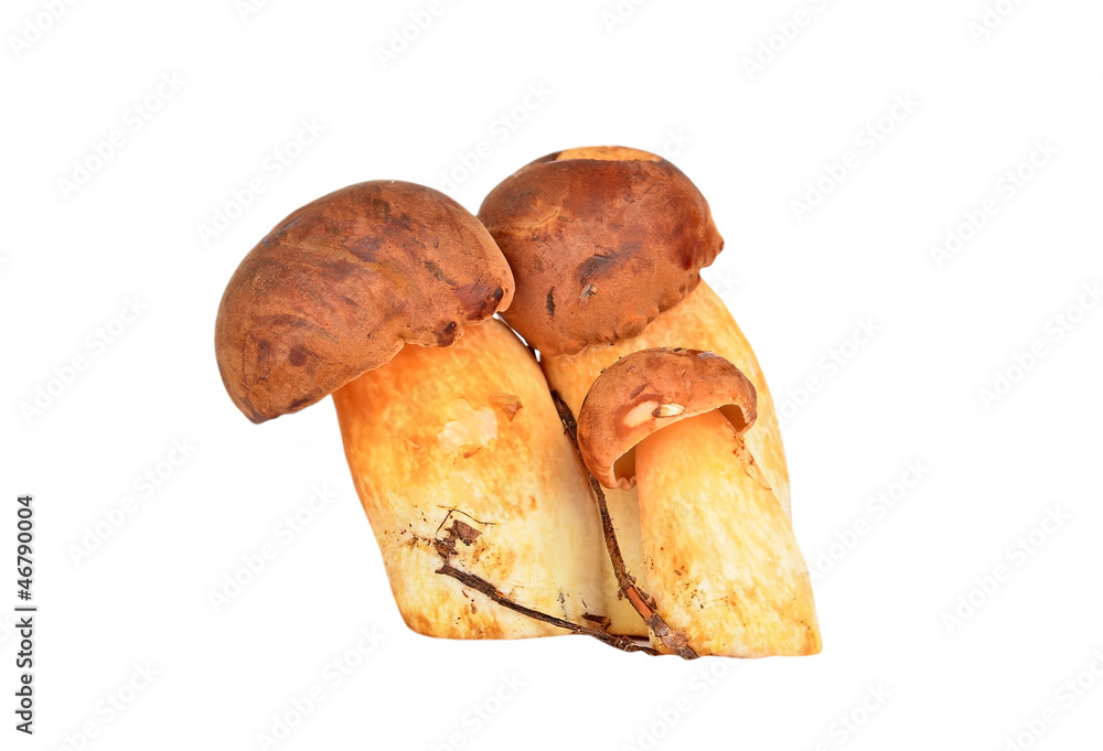 Boletus edulis mushroom, isolated on white background Boletus edulis mushroom, isolated on white background