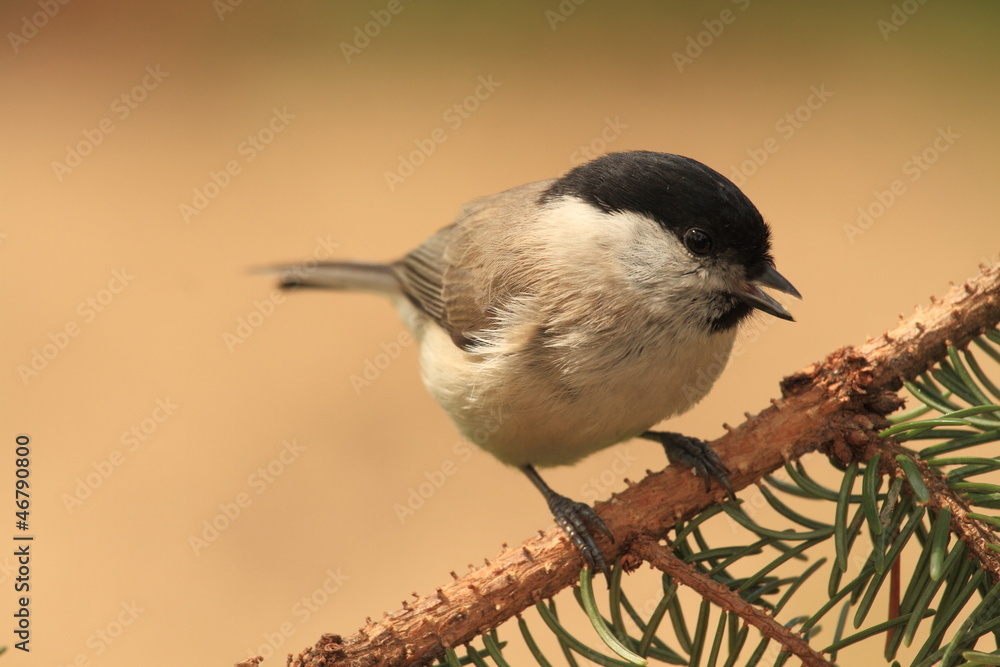 Naklejka premium Weidenmeise