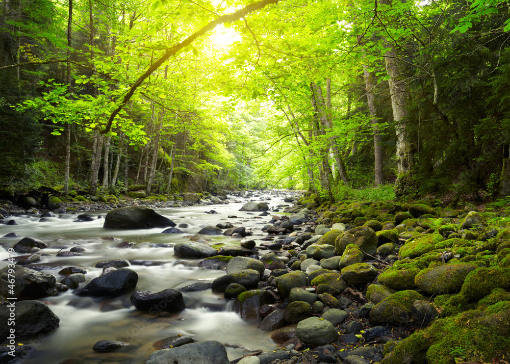 Obraz premium Mountain River in the wood