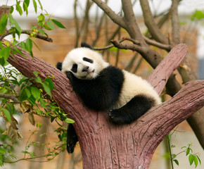 Fotobehang Panda Slapende babypanda in boomtak  © SJ Travel Footage