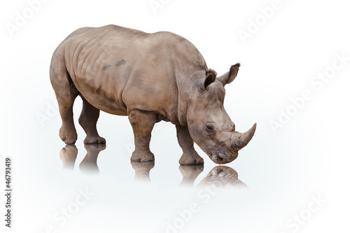 Retrato de un rinoceronte sobre fondo blanco