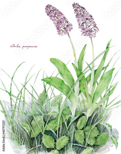 Orchis purpurea