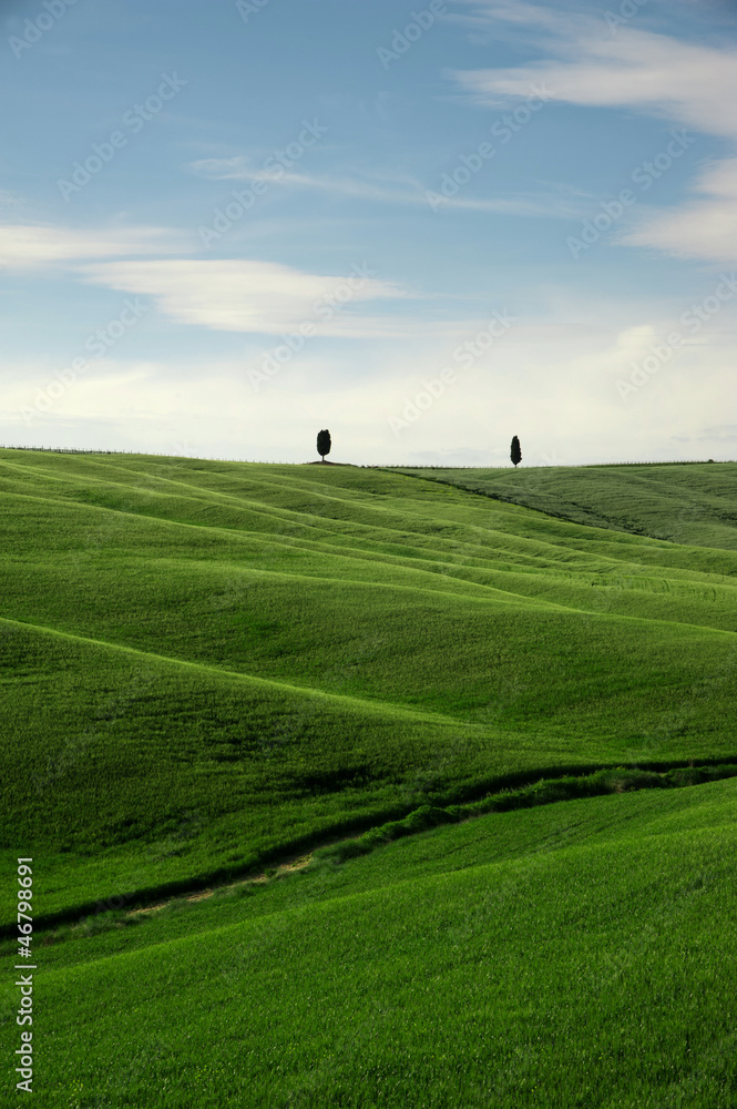 Naklejka premium Tuscany Cypresses