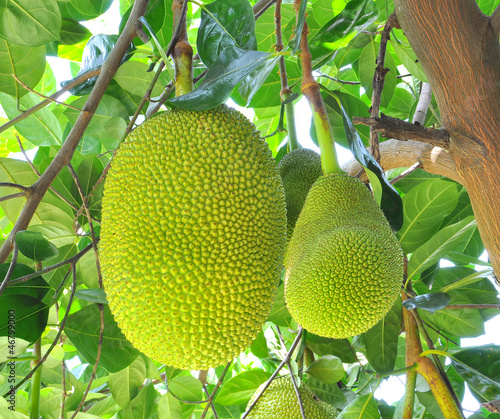 Green jackfruit on tree