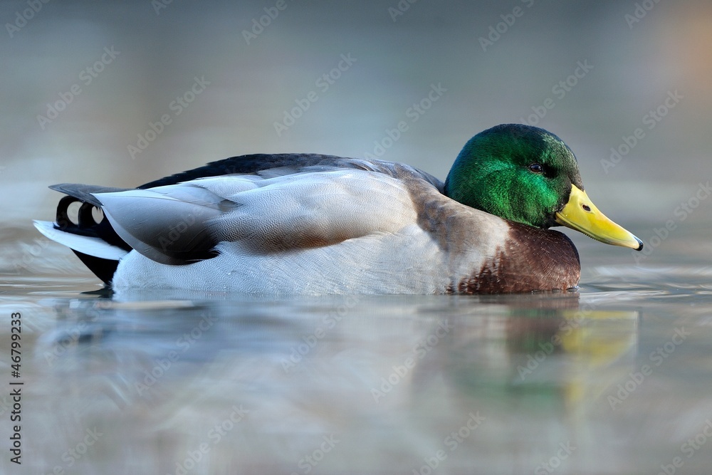 Obraz premium Germano reale