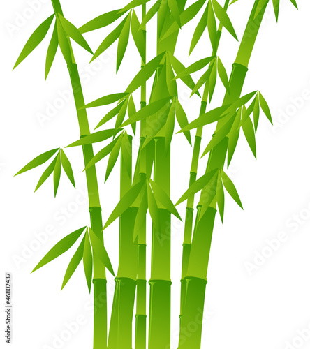 Fototapeta Naklejka Na Ścianę i Meble -  green bamboo plants on white background