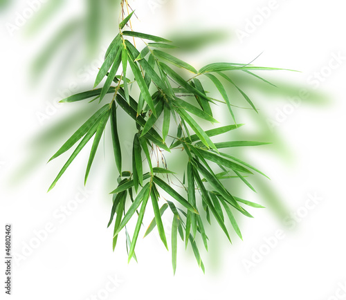 bamboo leaves