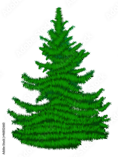 green fir isolated on white illustration