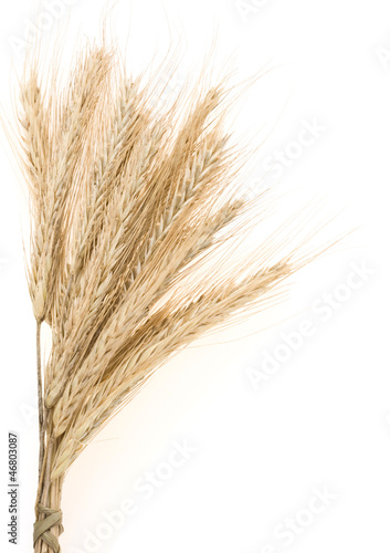 ear of rye bundle on white