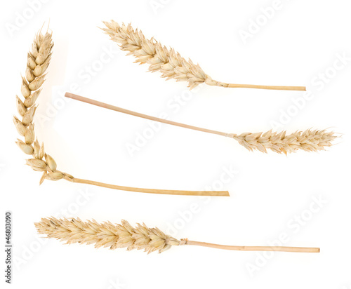 ear of wheats  isolated on white