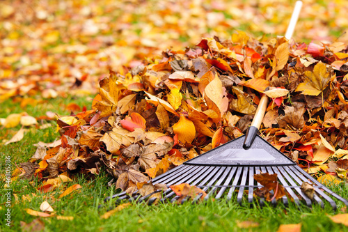Canvastavla Fall leaves with rake