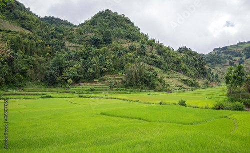 Rice plantation