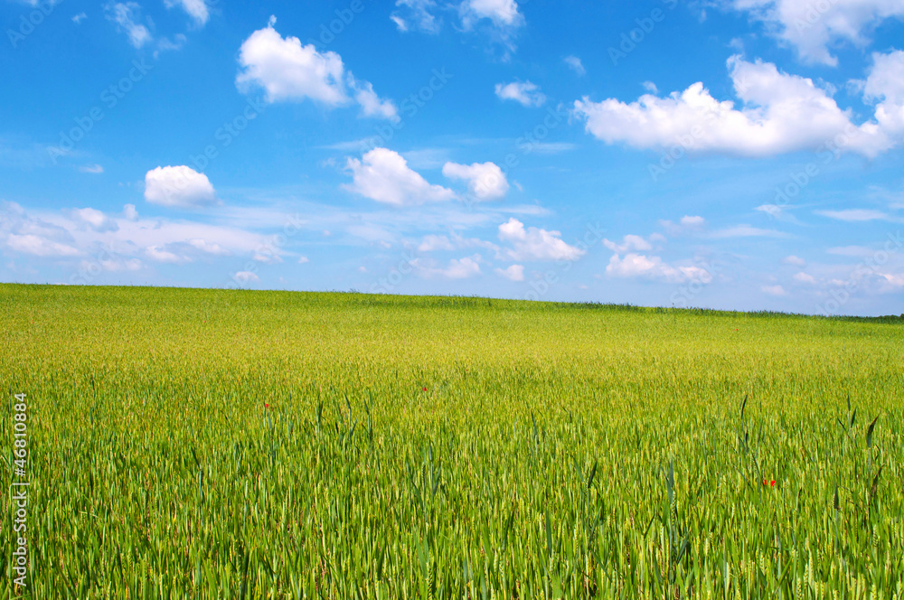 Wheat-field in sunshine in spring