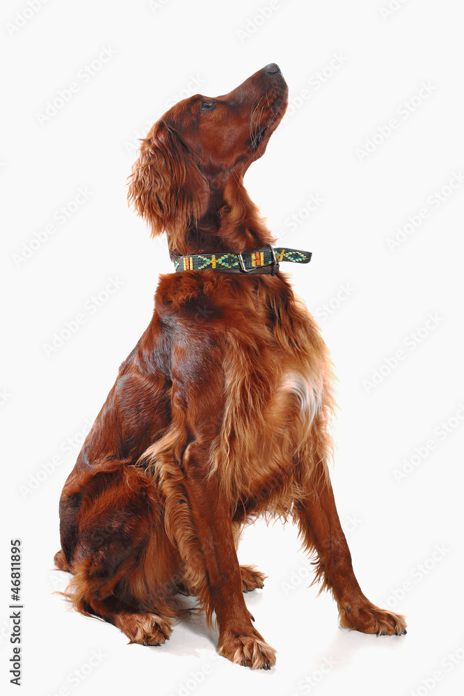 Irish Red Setter
