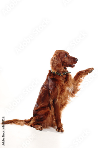 Konstfotografi Irish Red Setter