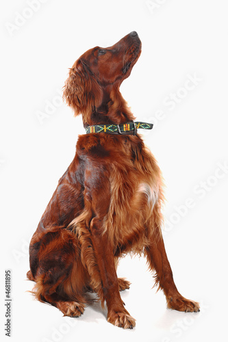 Irish Red Setter