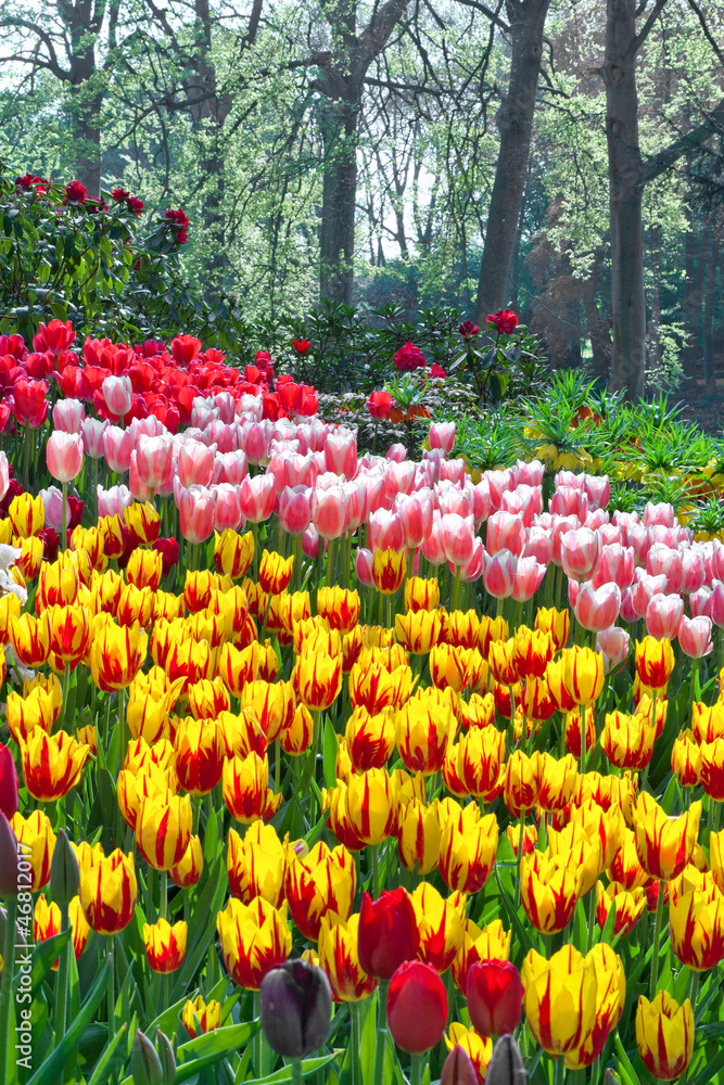 A flower bed of tulips in the garden.