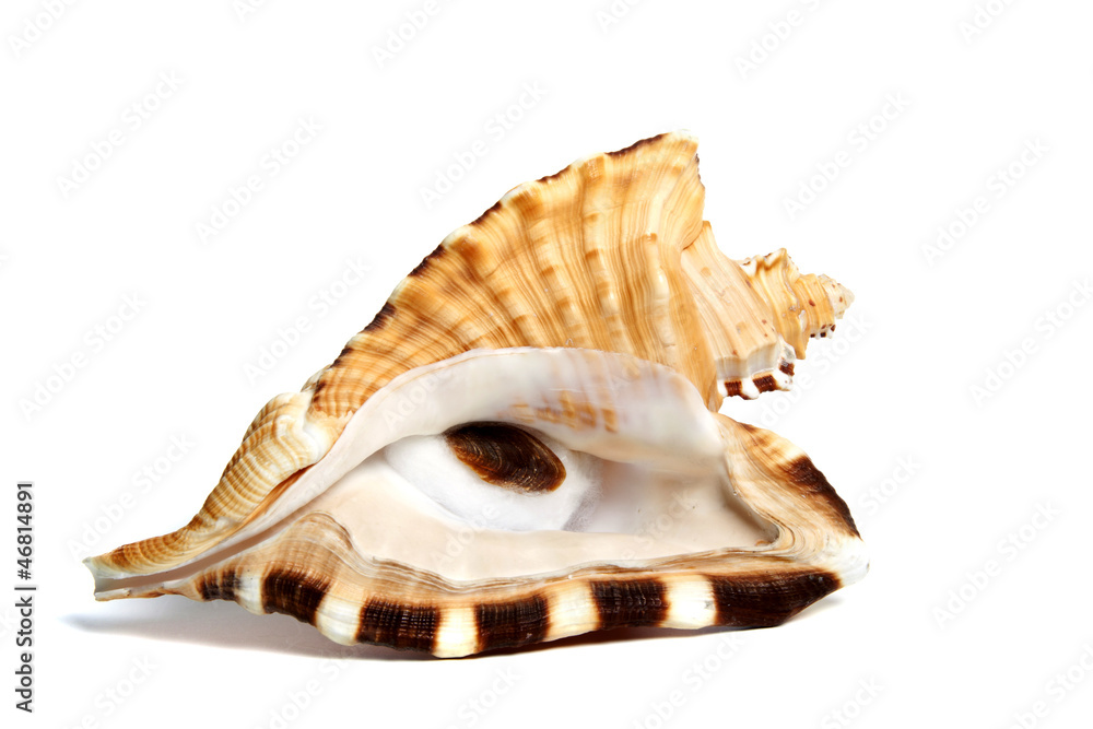 cymatium raderi cymatium raderi