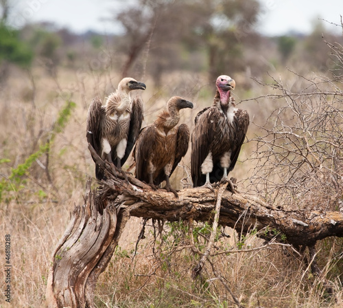 Three vultures sitting on branch photo