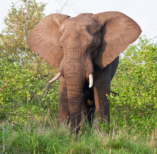 Elephant bull eating green leaves