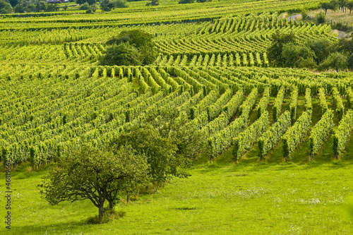 Vineyards and fruit trees in Alsace (France)