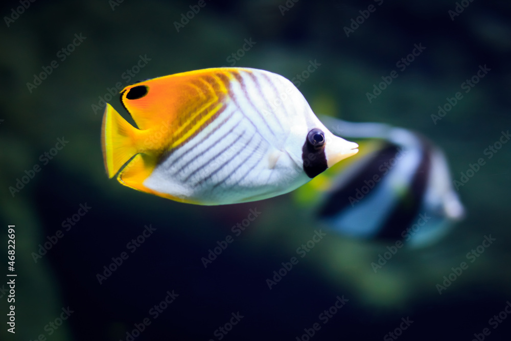 tropical Fish on a coral reef tropical Fish on a coral reef