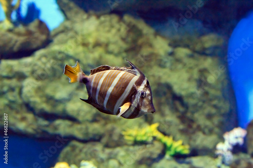 tropical Fish on a coral reef