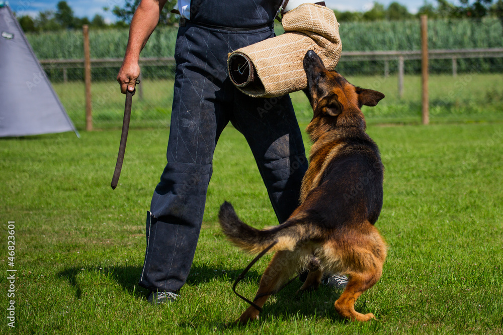 Schutzhund StockFoto Adobe Stock