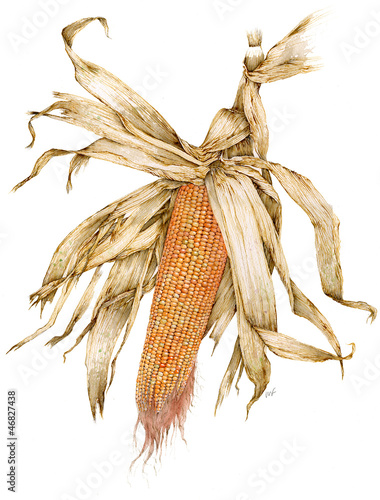 Zea mays var. Pignoletto