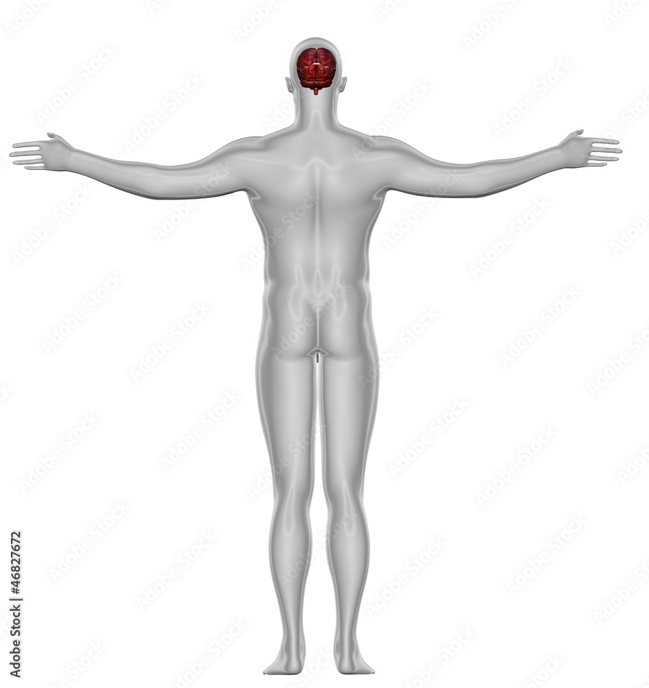 Cervello corpo umano schiena Cervello corpo umano schiena
