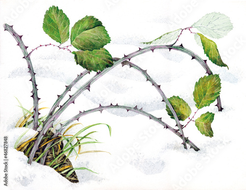 Rubus fruticosus