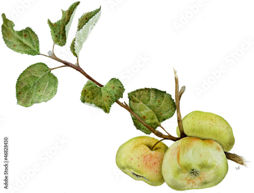 Malus domestica
