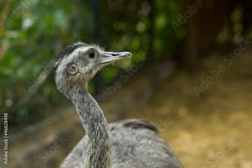 Fotografi Ostrich Portrait - struthio camelus