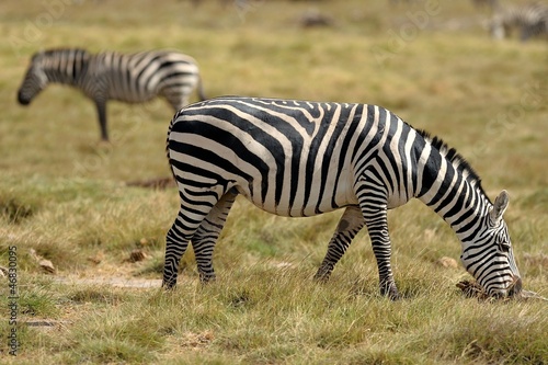 Zebre nella savana