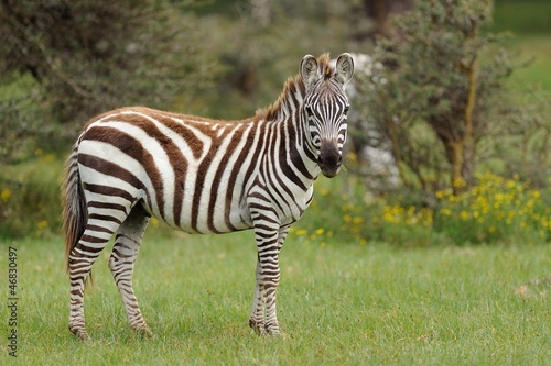 Zebra © massimhokuto