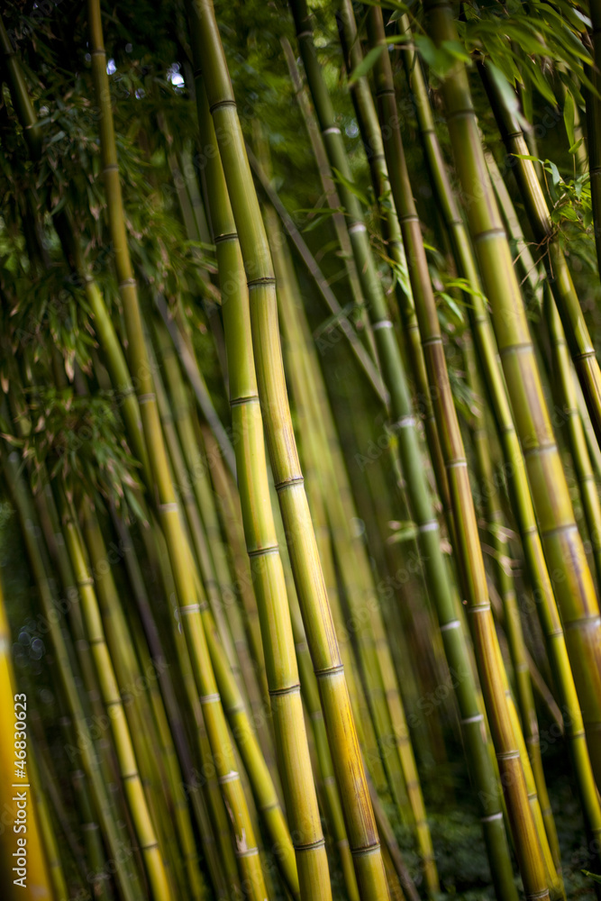 Bambou, forêt, bosquet, jardin, bois, végétal, plante Bambou, forêt, bosquet, jardin, bois, végétal, plante