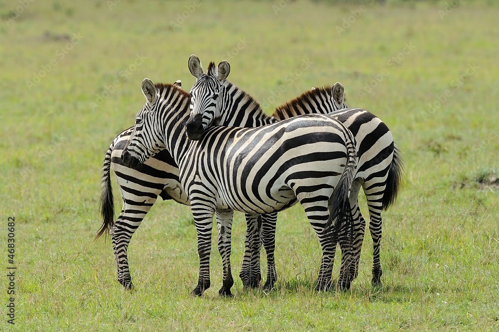 Zebra Zebra
